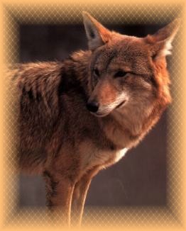 Le loup rouge